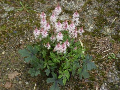 10.4..2008_027kl._Tiarella.JPG