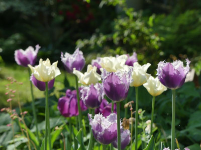 2022-05-19 Tulpen.jpg