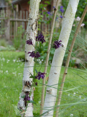 2022-05-19 Gartenimpressionen 5.jpg