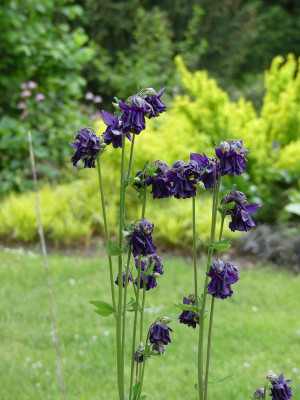 2022-05-19 Aquilegia 3.jpg