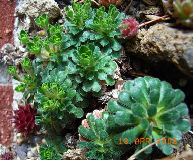 Saxifraga-opostfolia.JPG