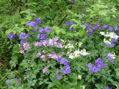 2022-05-19 Aquilegia 4.jpg