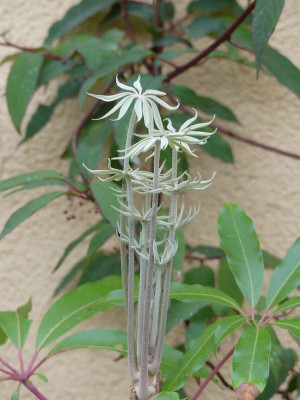 2022-05-19 Schefflera taiwaniana.jpg