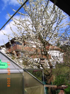 HerzkirschenJPG.jpg