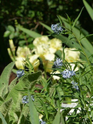 2022-05-19 Amsonia.jpg