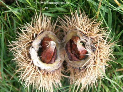 castanea_sativa.jpg