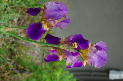 K5110302.jpg