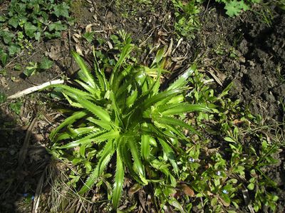 agavenblattrige_Edeldistel.jpg