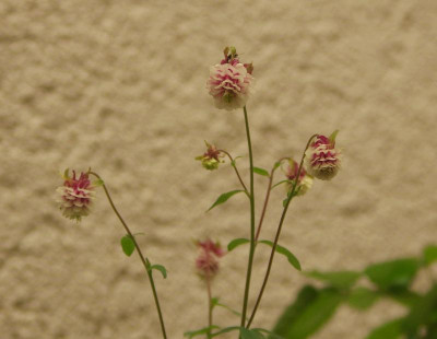 K5110308.jpg