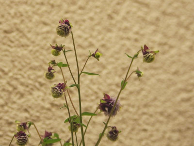 K5110310.jpg