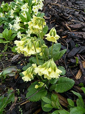 Primula_elatior_fars_2008.jpg
