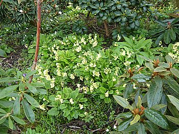 Primula_elatior_2_fars_2008.jpg
