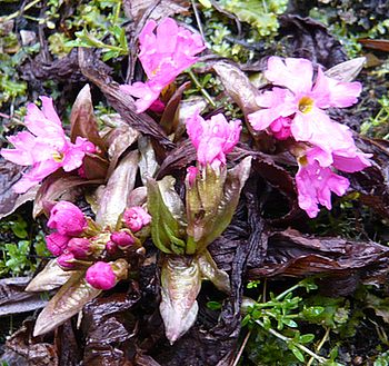 Primula_rosea_fars_2008.jpg