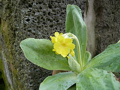 Primula_auricula_fars_2008.jpg