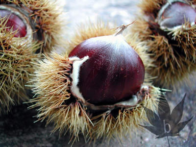 castanea_sativa_005.jpg