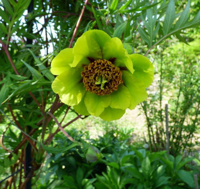 Paeonia lutea Uwe22.jpg