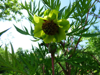 Paeonia lutea Uwe 22a.jpg