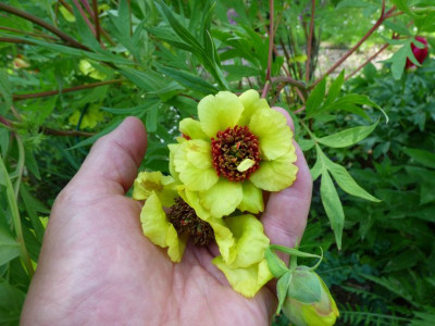 Paeonia lutea Uwe 22b.jpg