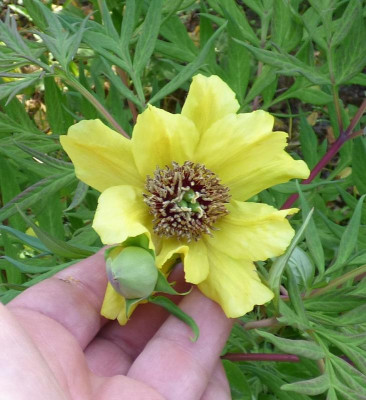 Paeonia lutea Uwe 22c.jpg