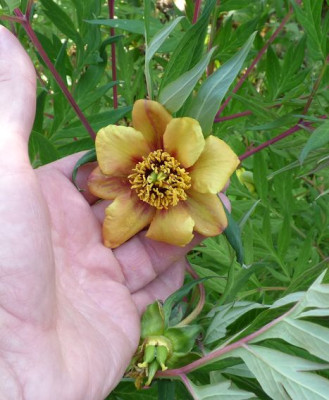 Paeonia lutea Uwe 22d.jpg