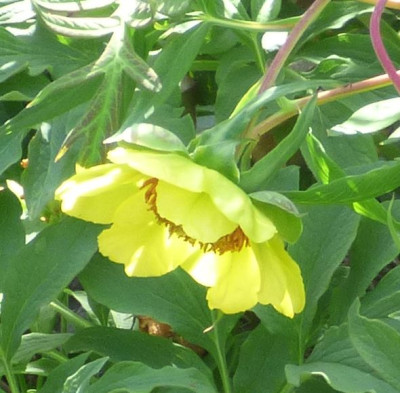 Paeonia lutea Uwe 22e.jpg
