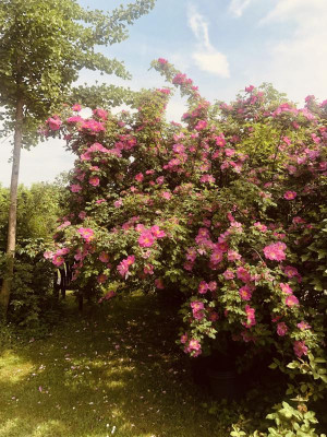D5A09CA0-BF76-4B81-935B-009CB6326144.jpeg