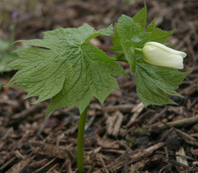 IMG_3595_eGlaucidium_palmatum_S2004.JPG