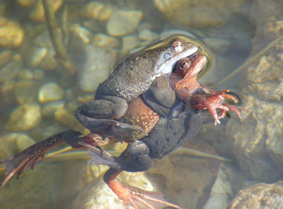 froschpaar1.jpg