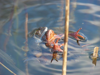 froschppar2.jpg