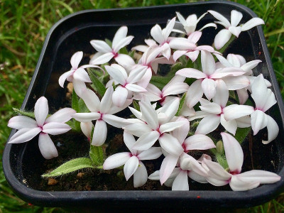 2022-05-20 Rhodohypoxis thodiana.jpg