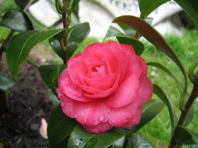 Dionisia_Piniatowski_001.jpg