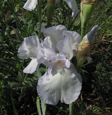 IMG_7044_Iris_English_Cottage_20Mai2022_.jpg