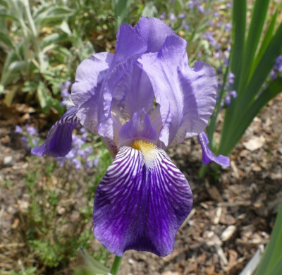 I_neglecta1_P1030591_B.jpg