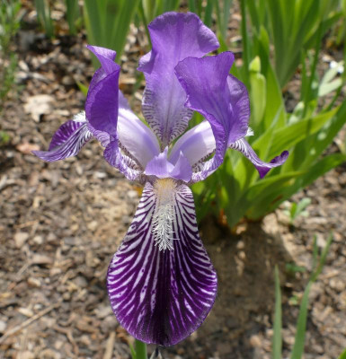 I_neglecta2_P1030590_B.jpg