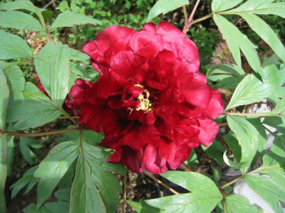 Paeonia_suffruticosa_Vesuvian.jpg