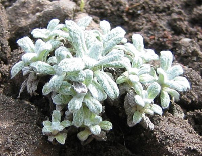 Salvia_unbekannt_20080412.jpg