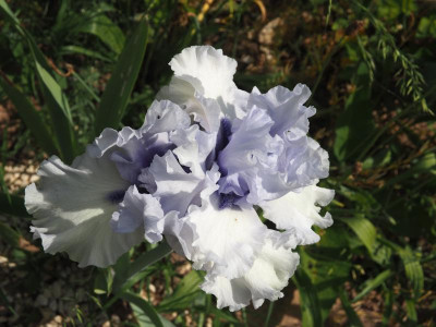 Blue Trill P5190273.JPG