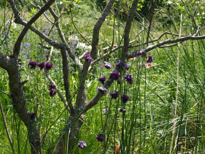 Aquilegia vulgaris var. stellata Double dunkel violettblau an Vitex P5190277.JPG