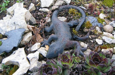 Gartenzwerge_20080413_03.jpg