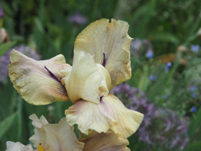 Thornbird P5200310.JPG