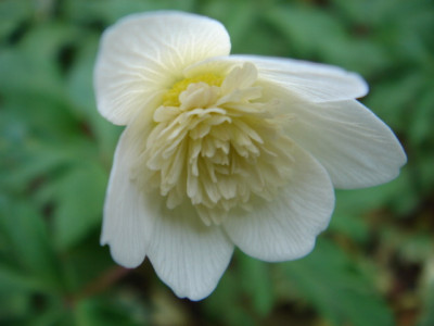 Anemone_nemorosa_Plena_2.JPG