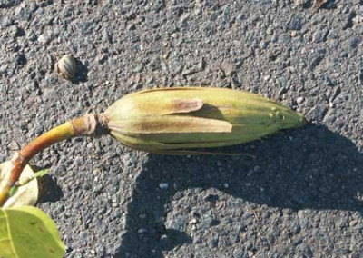 Liriodendron_Frucht2.jpg