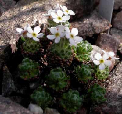 Androsace_yargongensis_2008-04-13.JPG