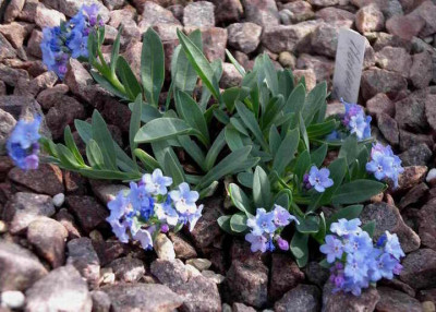 Mertensia_alpina_2008-04-13.JPG