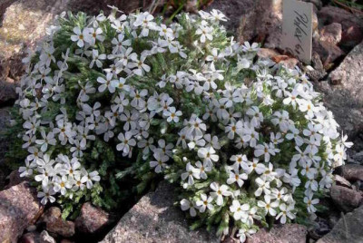 Phlox_bryoides_2008-04-13.JPG