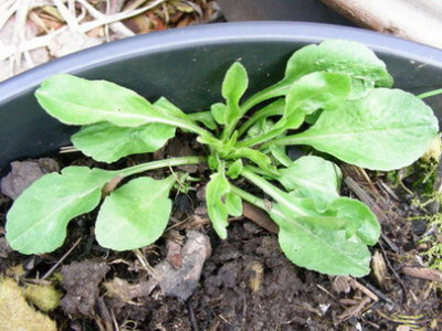 Campanula_rapunculus_DSCN1730.jpg