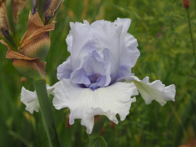 Blue Trill P5200341.JPG