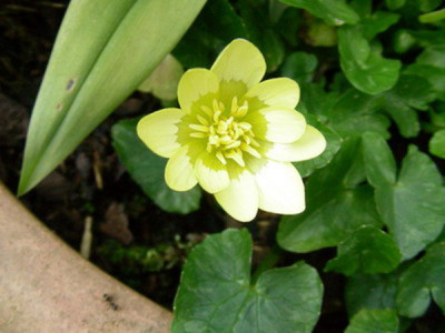 Ranunculus_ficaria_Primrose_DSCN1724.jpg