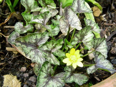 Ranunculus_ficaria_Brambling_DSCN1729_Bildgroe_andern.jpg