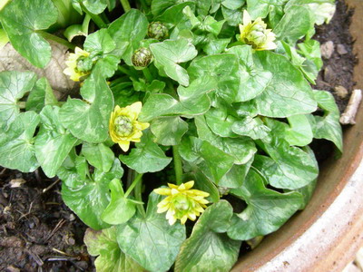 Ranunculus_ficaria_Flore_Plena_DSCN1731_Bildgroe_andern.jpg